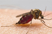 Dengue breakthrough: Bengaluru-based lab develops botanical pill